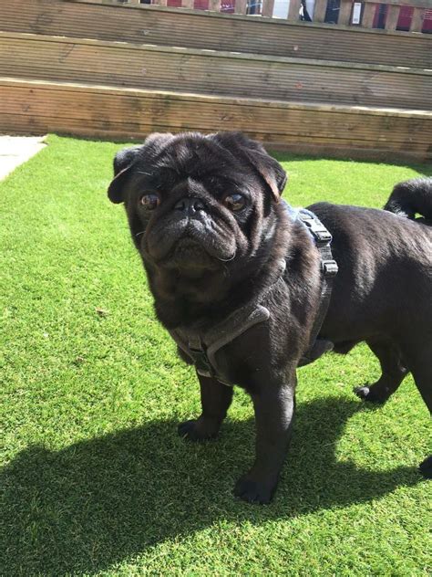 pug on sale|adult pug for sale uk.